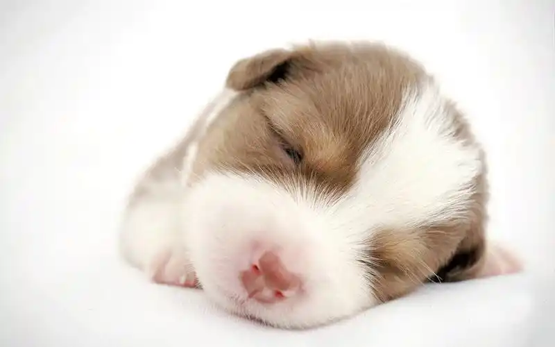 时尚搞笑萌宠小狗狗可爱动物图片分享