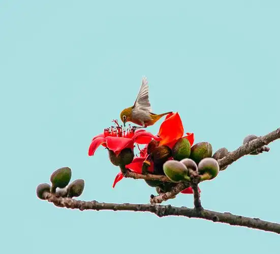 一只绣眼飞到木棉花上,不知是采花还是喝水.