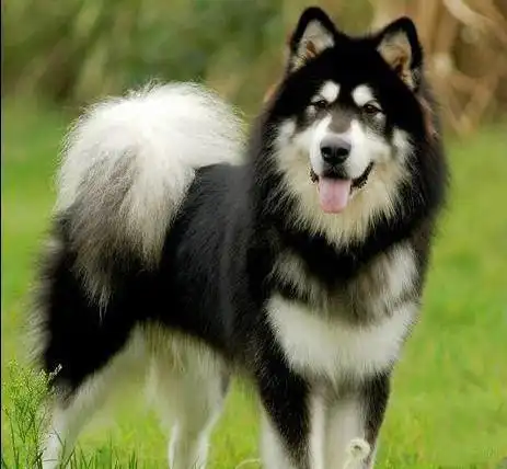 名犬图片大全全世界100多种名贵的狗