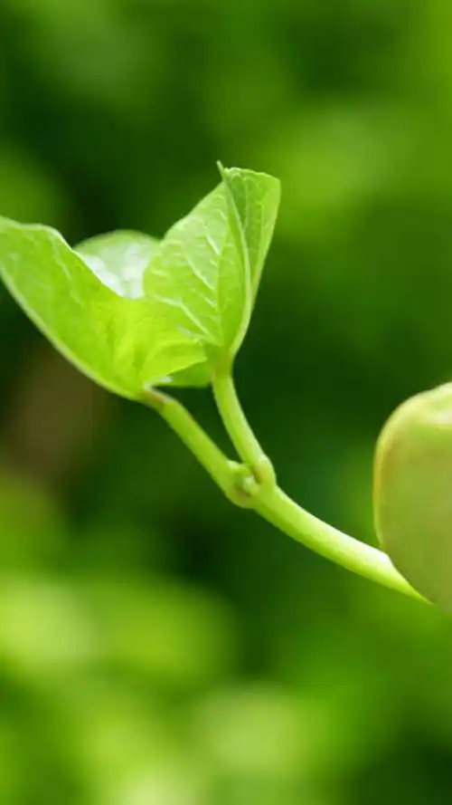 绿色养眼高清手机图片