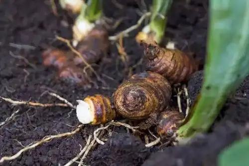 春天盛放的鸢尾花该怎么把它移栽回家