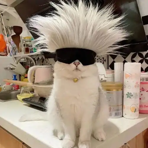 搞笑,头像,沙雕 - 堆糖,美图壁纸兴趣社区