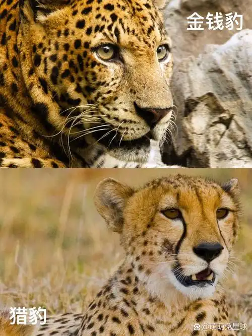 哪种是金钱豹leopard呢?