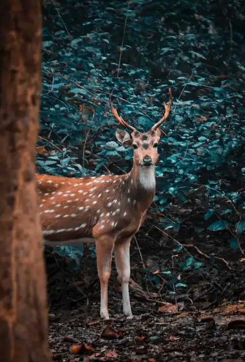 森林里的梅花鹿图片第3张