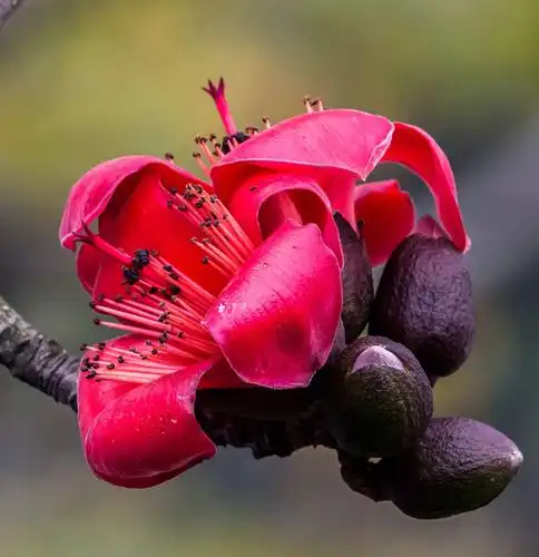 木棉树开英雄花