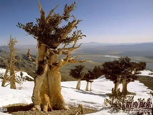 芒果松-最古老的树