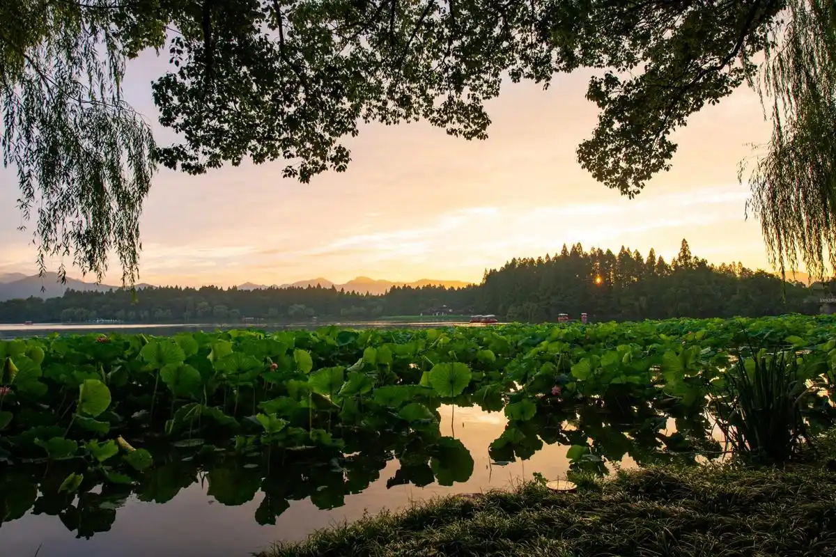规模最为盛大的花事当属荷花,而江南荷塘的天花板,可能是杭州西湖,在