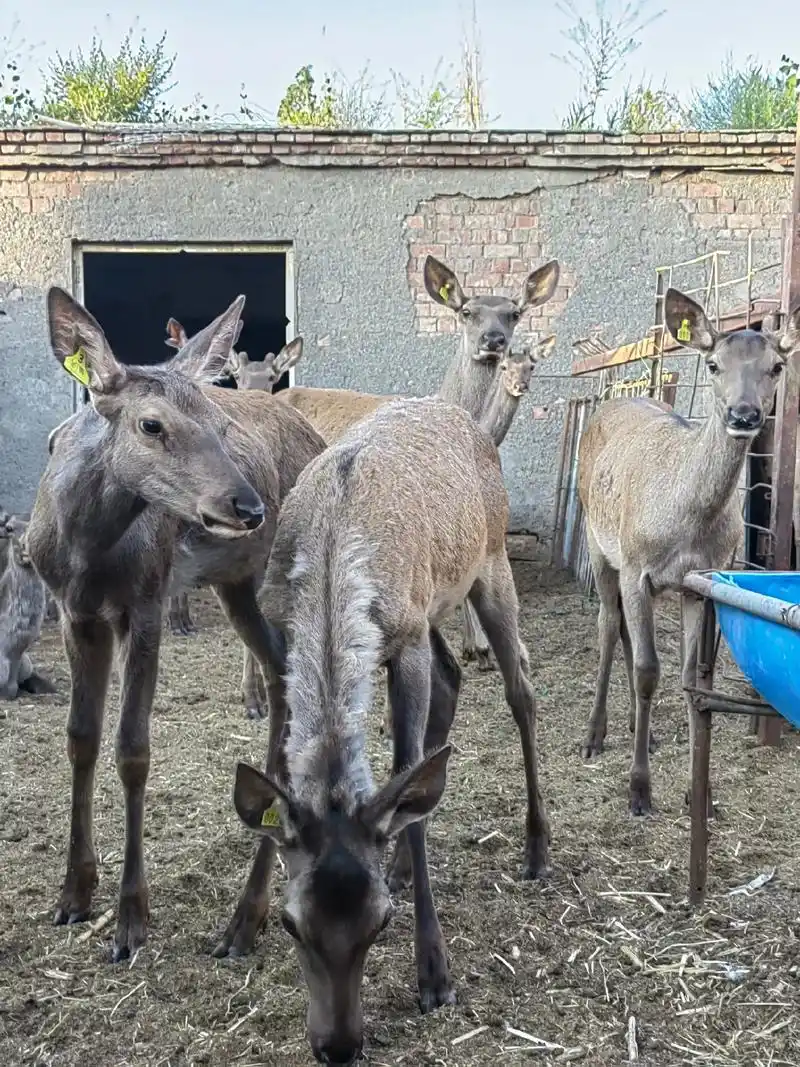 新疆#乌鲁木齐#马鹿#梅花鹿 #圆你健康生活 - 抖音