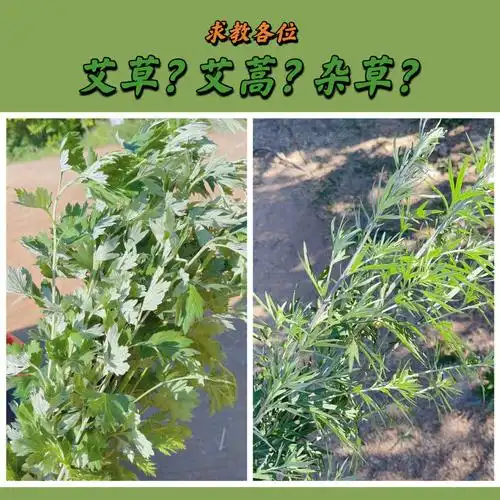 但是由于其外形和青蒿极其相似,很多人常常将它们混淆,那么艾草价格
