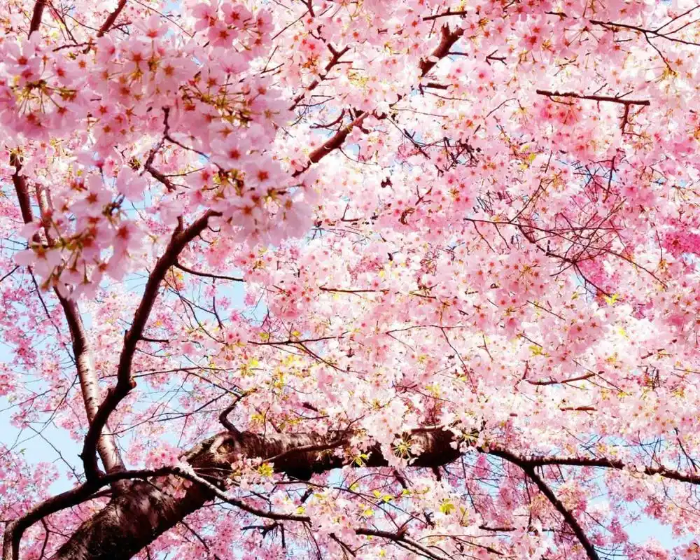 唯美桃花高清桌面壁纸