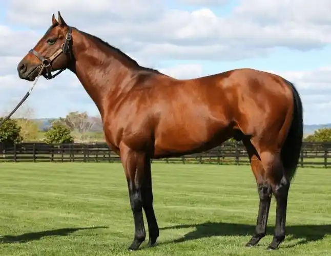 大陆马会顶尖繁育母马巡礼之大陆威风世界最贵种公马迪拜威孙女身怀