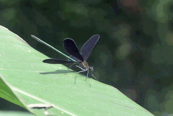 这里有煽动翅膀的小蜻蜓