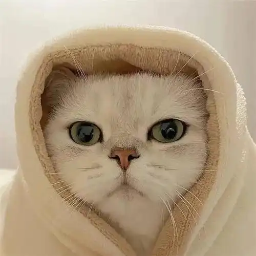 干净唯美可爱萌猫咪治愈系头像图片_动物头像_头像屋
