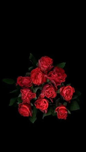 iphone高清壁纸 24k纯黑花系花物语