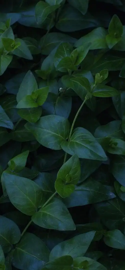 护眼壁纸|放慢脚步,感受生活的慢节奏