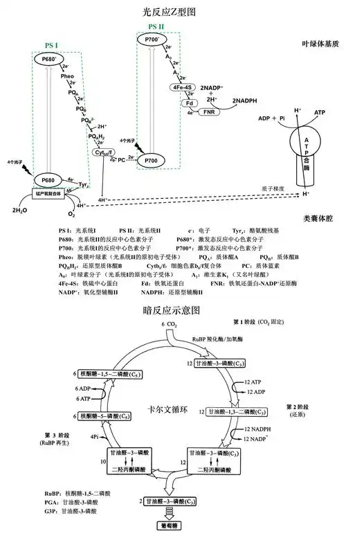 光合作用的过程综上所述,c3途径是靠光反应生成的atp及 nadph作能源