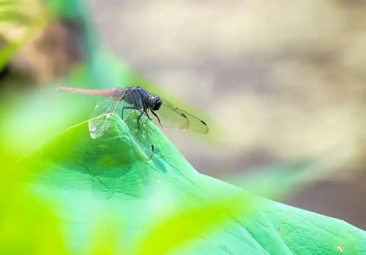 蜻蜓点荷叶