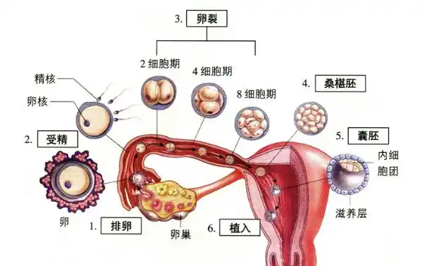 如果有这样的感觉就是受精卵成功着床了恭喜马上就要当妈了