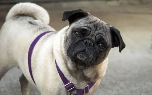 可爱哈巴狗壁纸壁纸高清原图查看