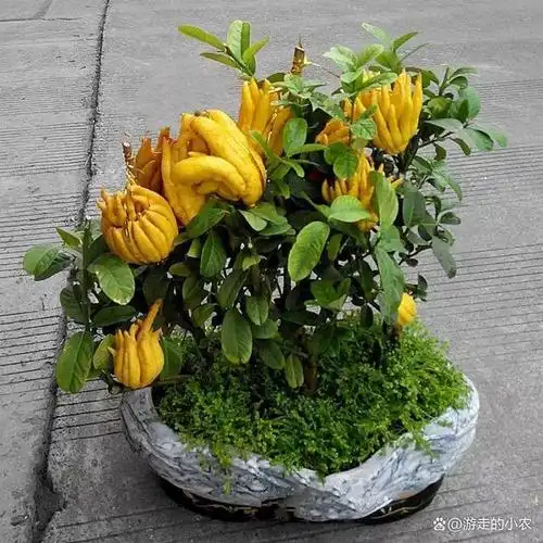 盆栽佛手繁殖方法与养护技术措施