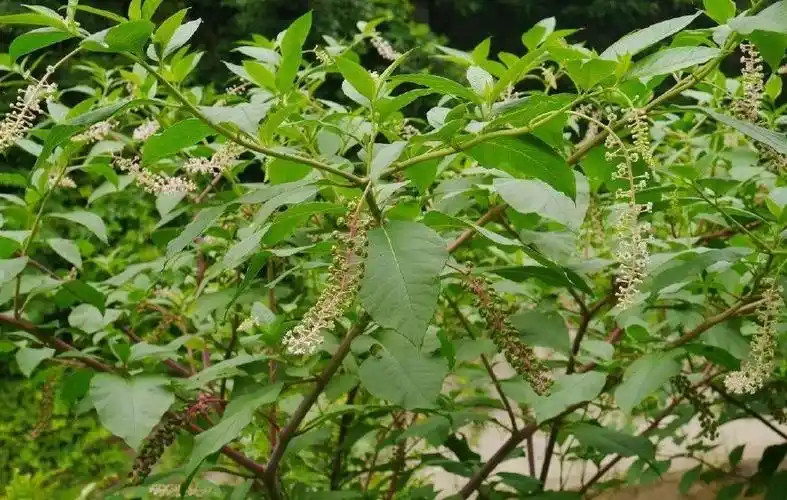 见肿消图片草药全株 见肿消草药全株图片-图片大观-奇异网