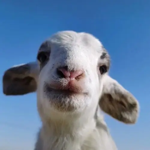 自截小羊头像 侵删