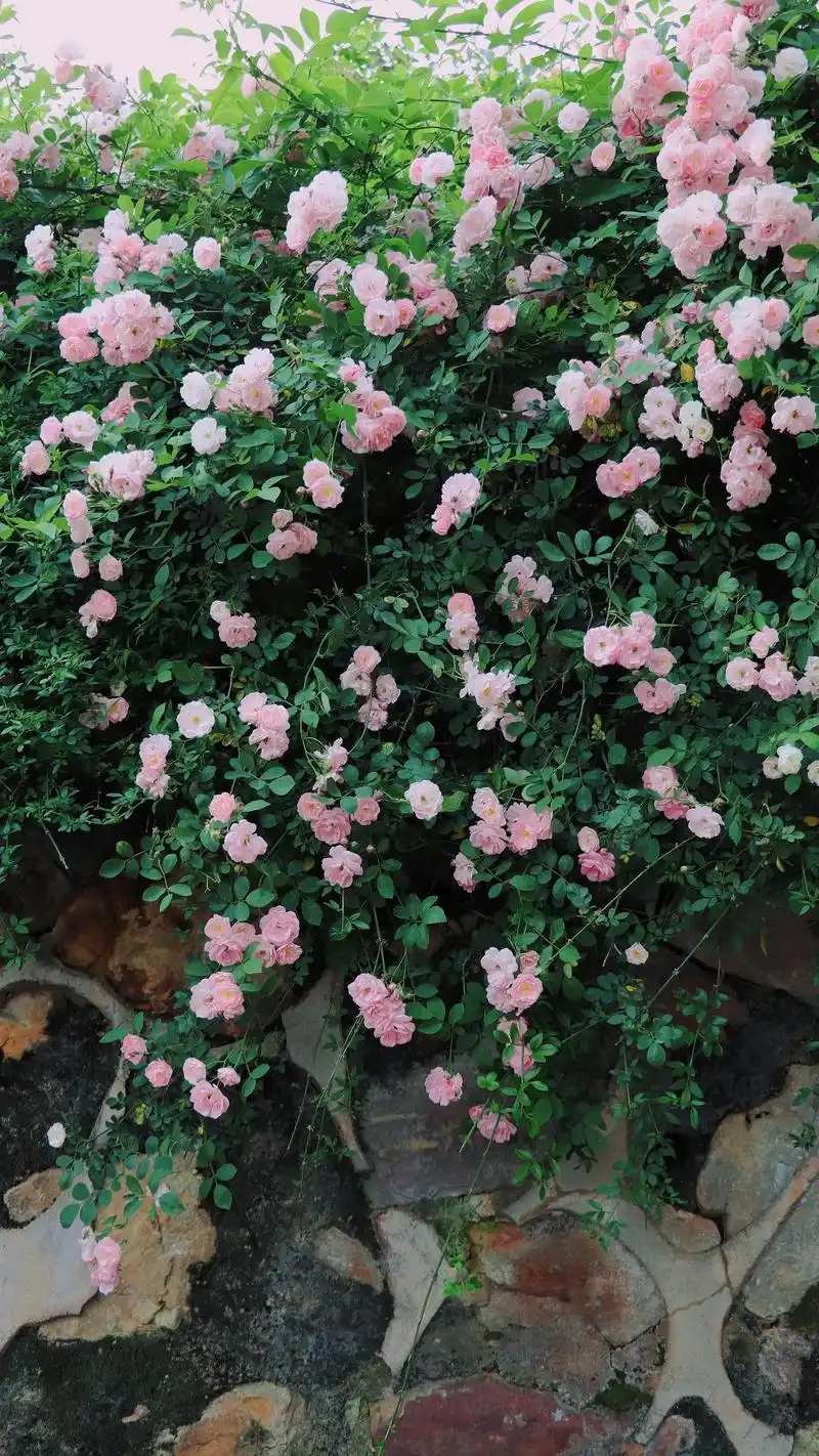 春天的浪漫鲜花占一半 #蔷薇花 #治愈系风景 全屏照片来了 - 抖音