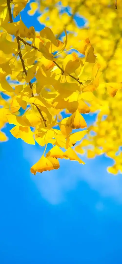 个性潮酷全面屏壁纸