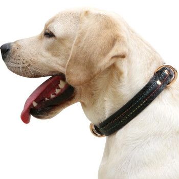 贝尼熊狗项圈大中小型犬可调节反光皮革泰迪金毛狗脖圈返光双层经典款