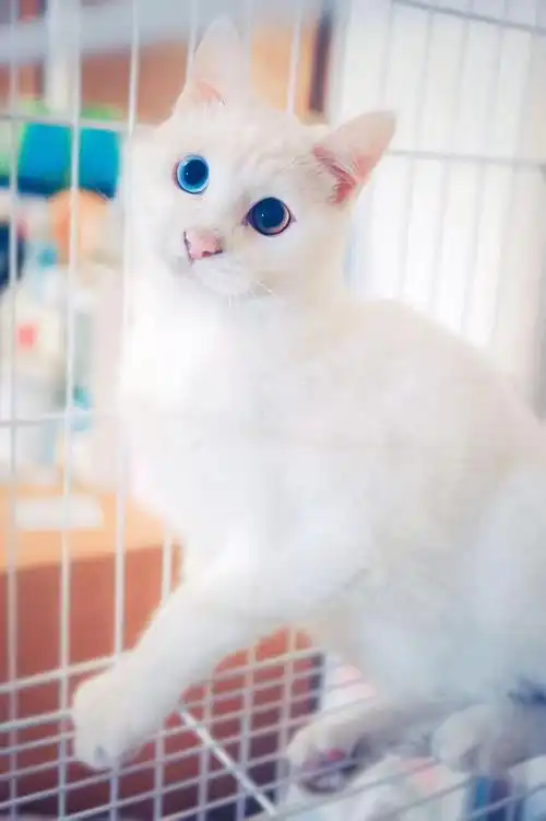 2岁鸳鸯眼波斯猫领养