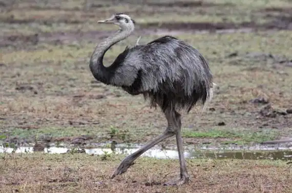 世界十大不会飞的鸟鸵鸟上榜第六被称为海洋之舟