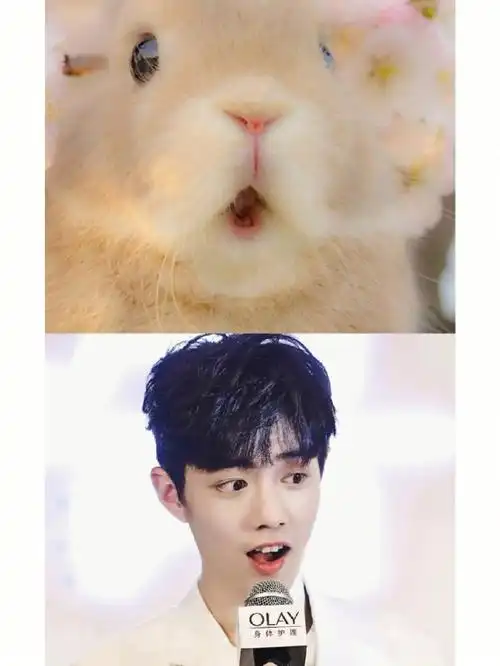 我们的战战真的好可爱啊,不愧是肖兔兔本92#肖战