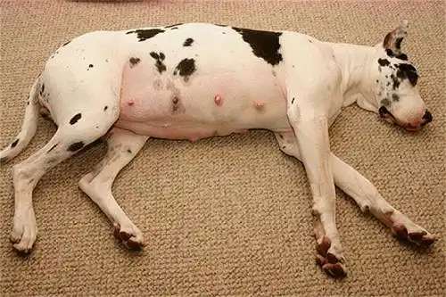 原创狗狗怀孕了铲屎官们该注意一些事项第七条更重要