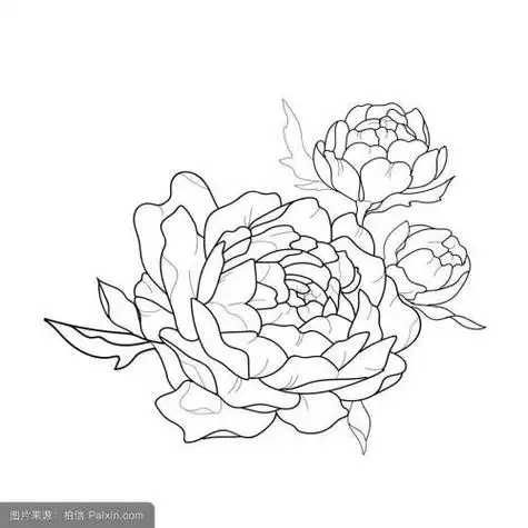 彩色铅笔画:美丽的牡丹花手绘线描素描黑白牡丹三年级关于牡丹花的手