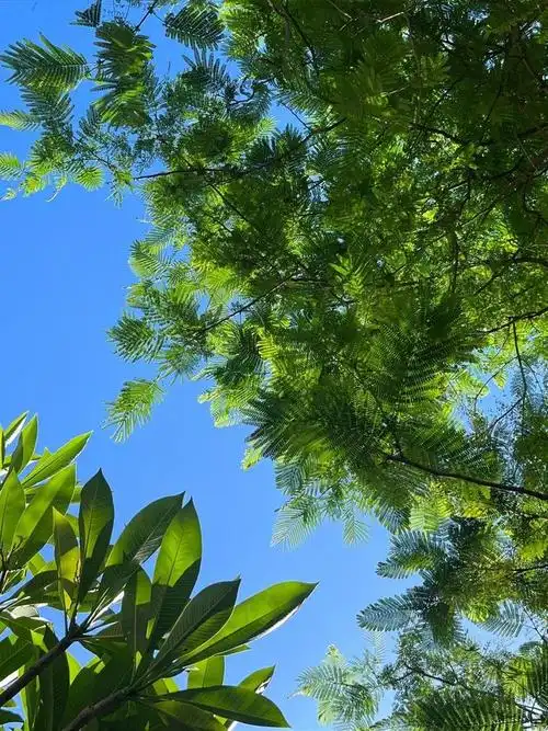 绿色小清新壁纸