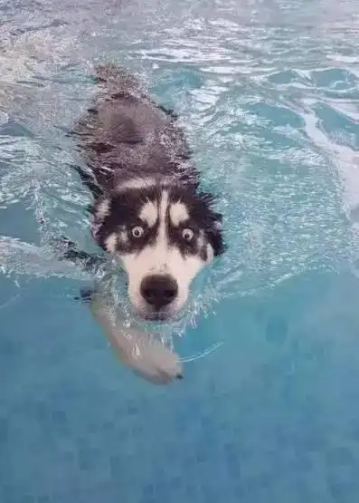 朋友圈的句子说说游泳比赛口号搞笑押韵有关鸡的搞笑词语搞笑一家人李