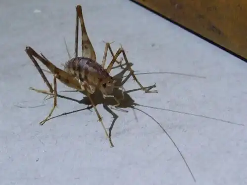 展开全部 突灶螽---灶马蟋 别名灶马蟋灶鸡灶虾