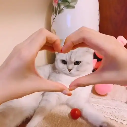 宠主对着喵星人比心却被喵星人反应打脸网友看了忍俊不禁