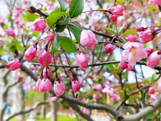 享受自然的风景 感受春天的色彩