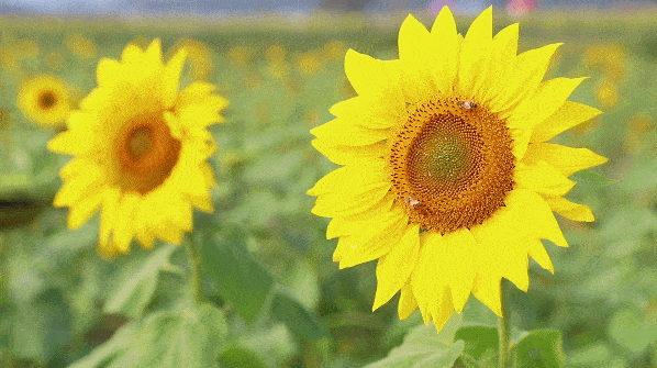傍晚时分(六七点)拍向日葵花海最美,光线很柔和,拍出的照片非常小清新