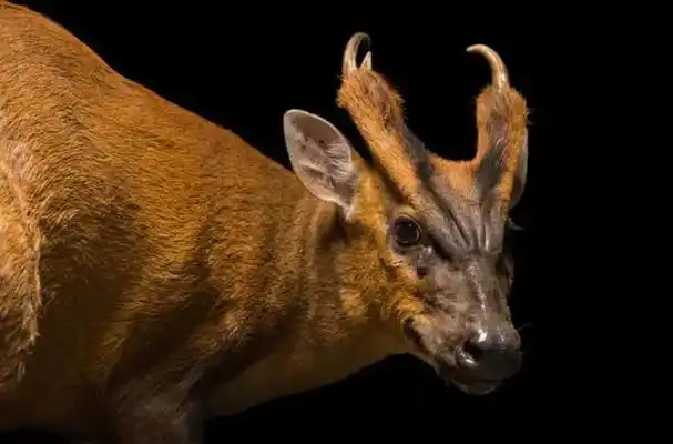 比中彩票还难!摄影师拍到驼鹿去角,鹿角需费力脱落,为何要长?
