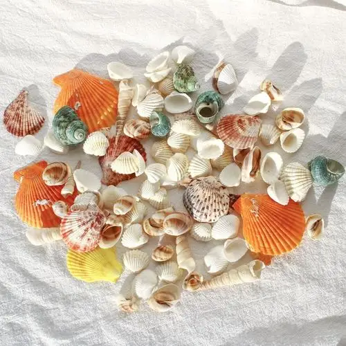 贝壳装饰品鱼缸海螺摆件造景地中海海星