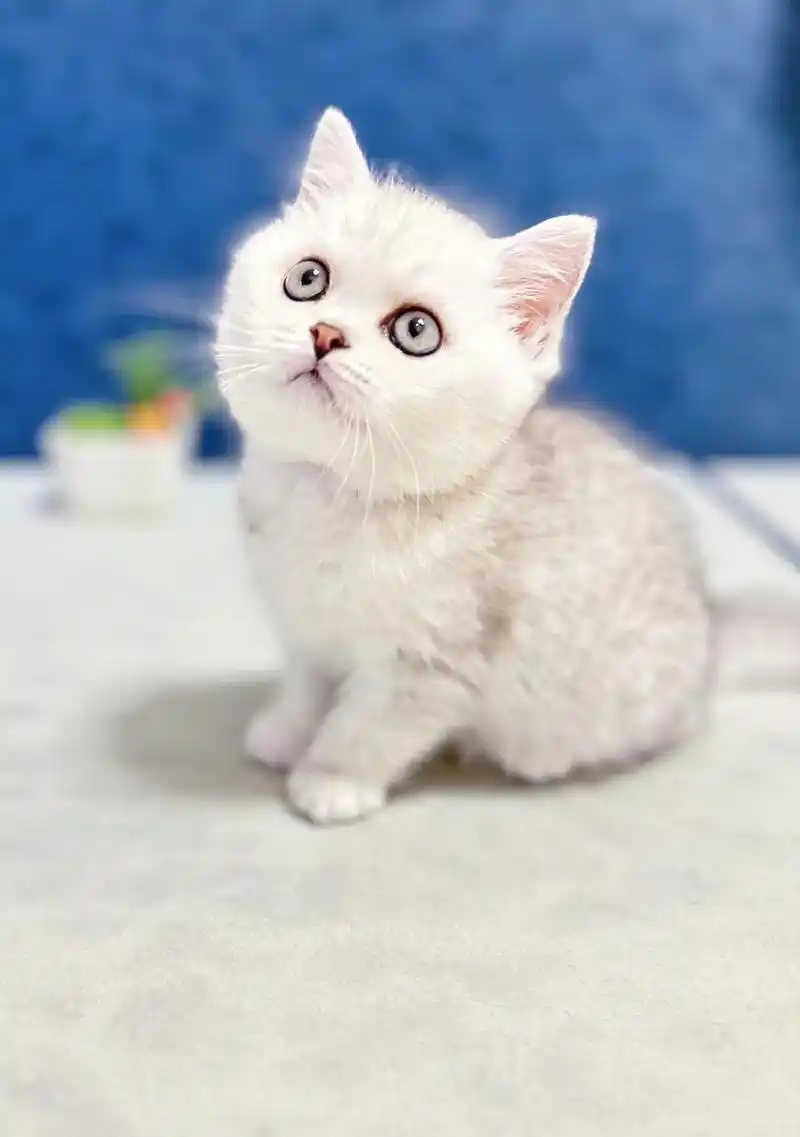 银渐层英短银渐层弟弟幼猫纯种银渐层小奶猫.