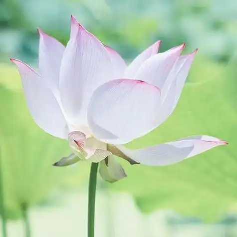 白莲花图片唯美头像 唯美头像图片大全 -【爱个性】