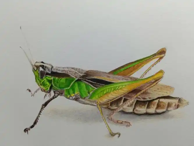 彩铅昆虫蚂蚱