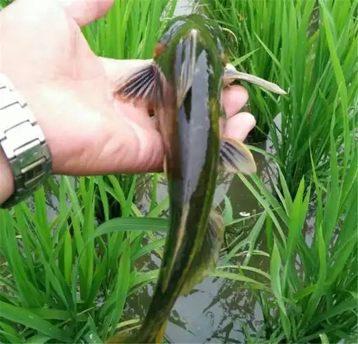 它在水稻田里养了安丁鱼,这种鱼可以作为观赏鱼,也可以食用,但农民不