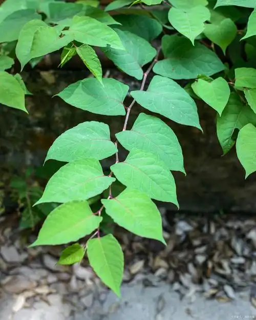 野生雷公藤图片雷公藤图片类风湿雷公藤植物雷公藤全株图片雷公藤图片