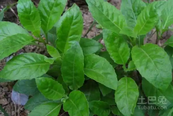 救命草图片及功效的介绍