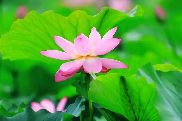 10首荷花古诗 唯美了整个夏天