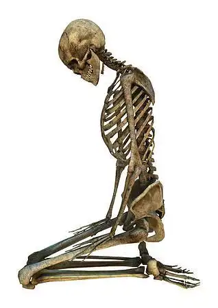 人体骨骼